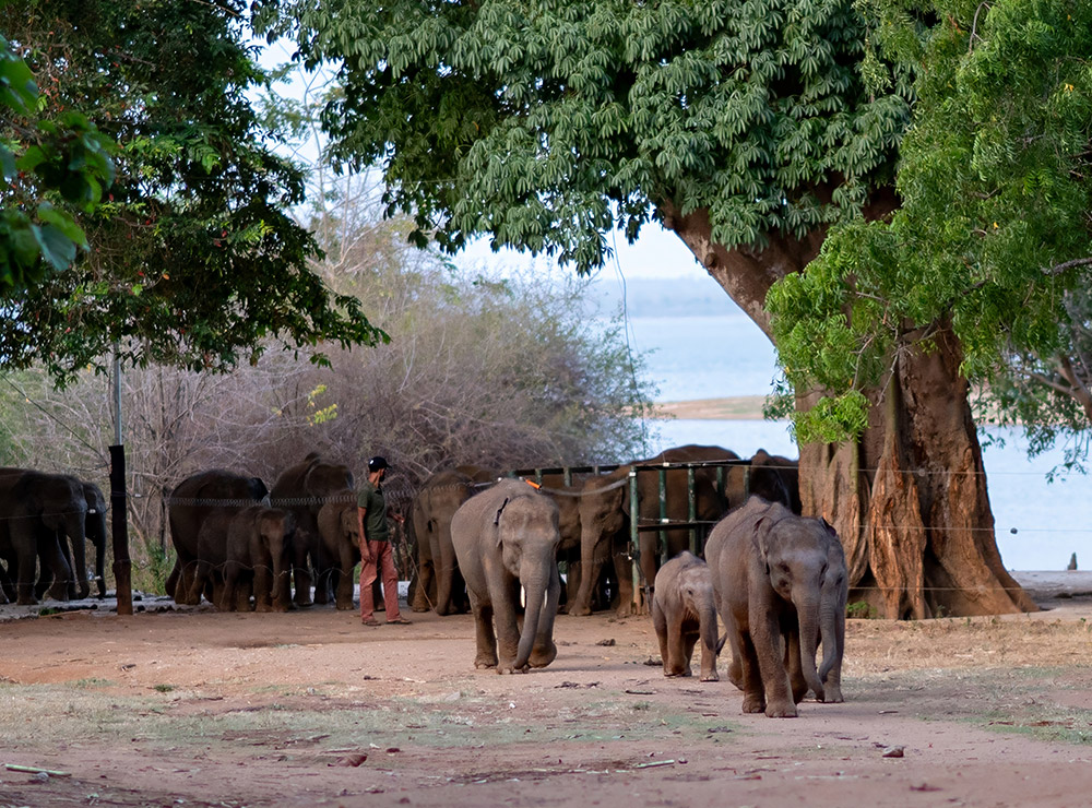 Elephant Transit Home