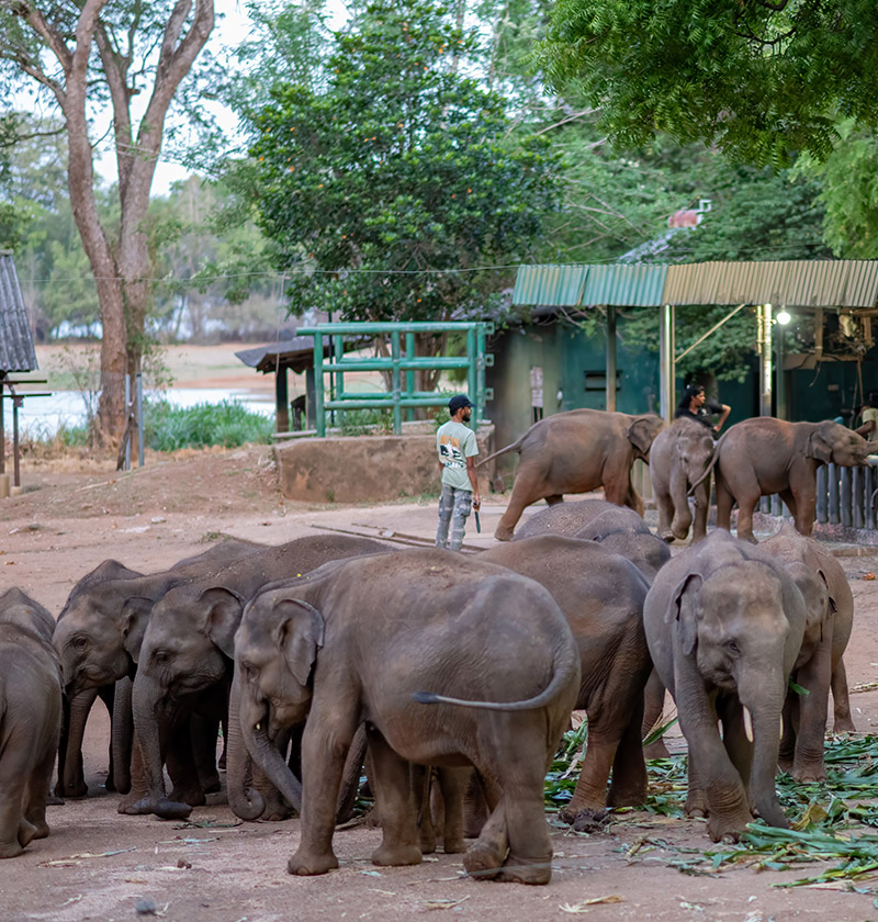 Elephant Transit Home