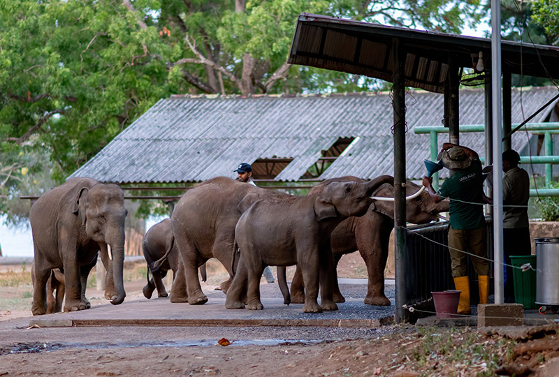 Mirijjawila Botanical Garden