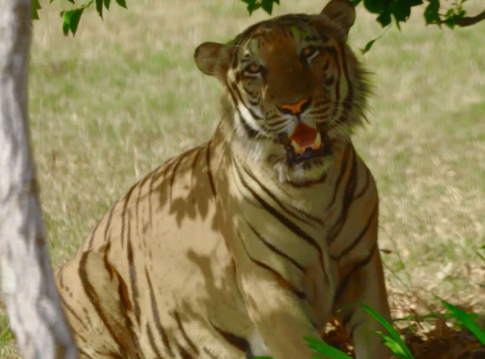 Ridiyagama Safari Park