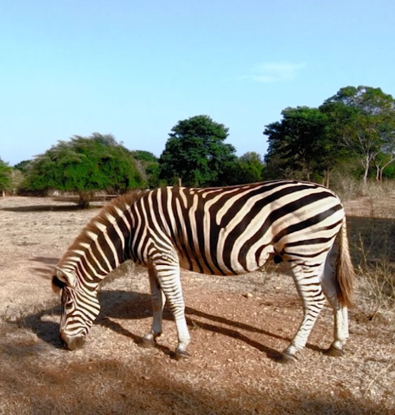 Ridiyagama Safari Park
