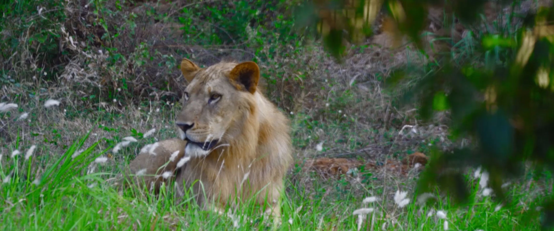 Ridiyagama Safari Park