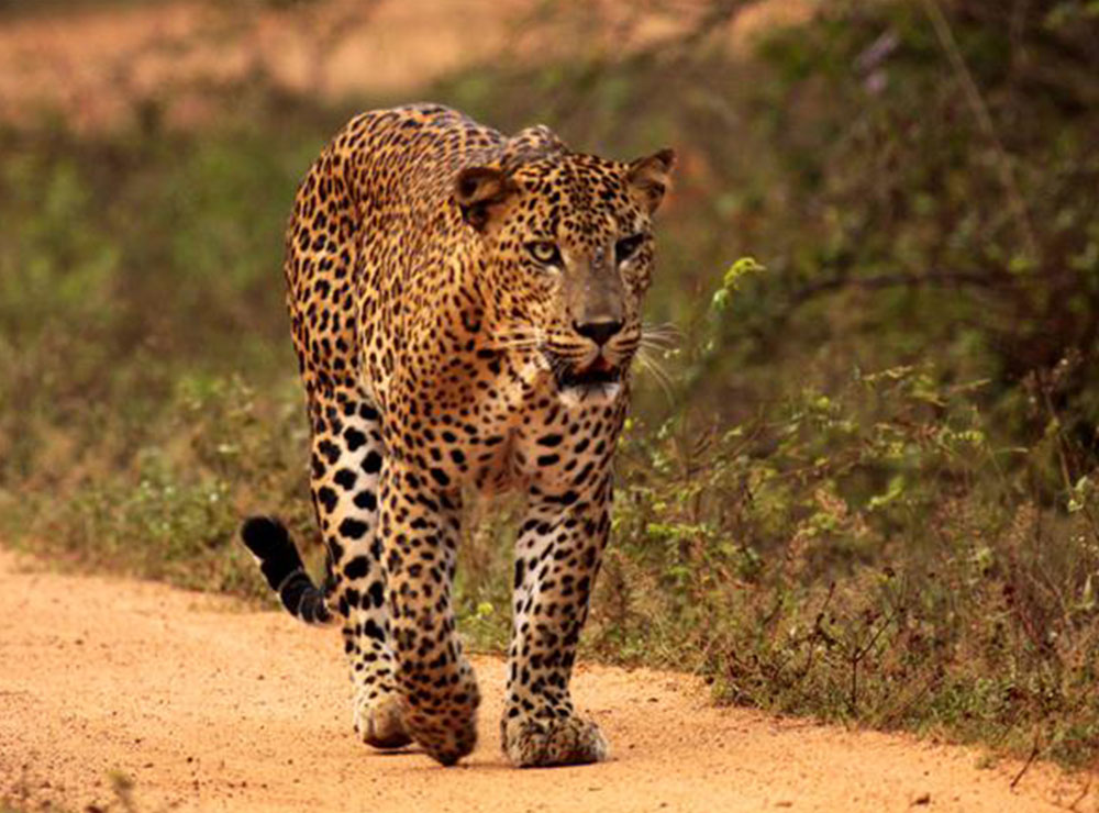 Udawalawe National Park