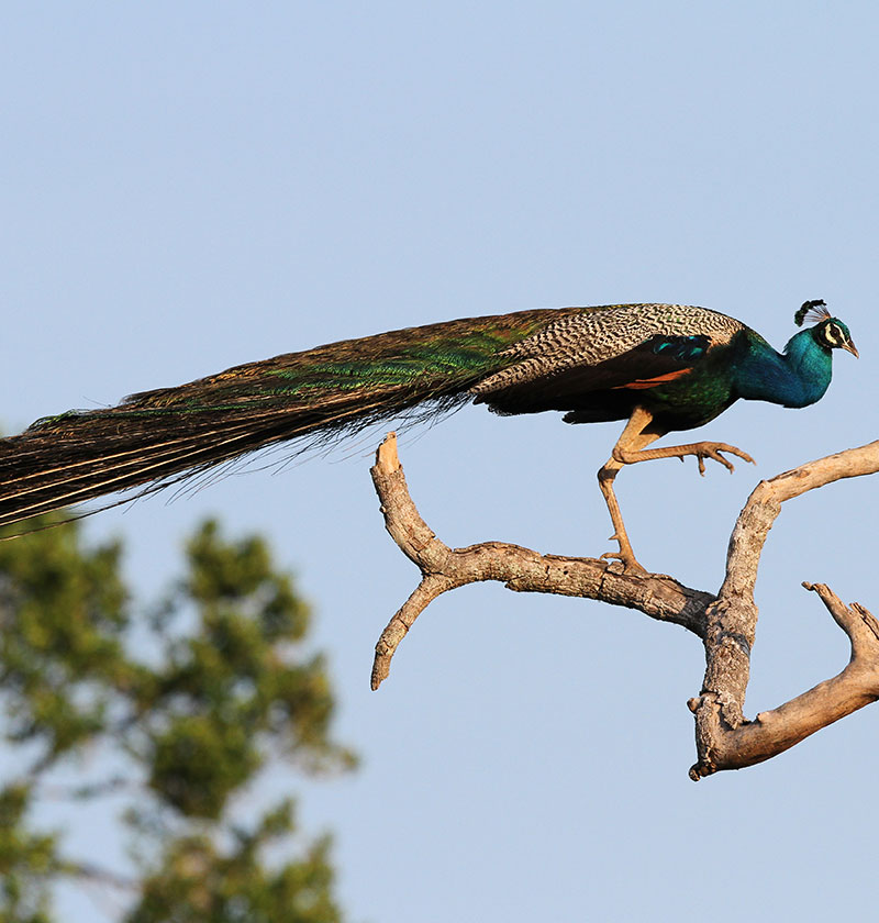 Udawalawe National Park