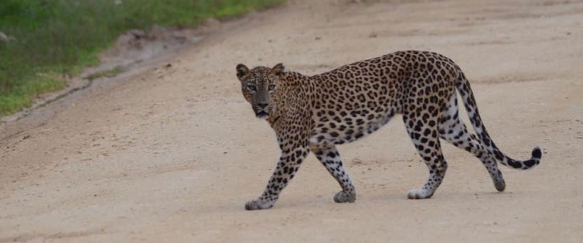 Udawalawe National Park